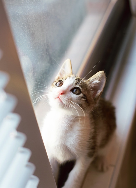 猫咪照片