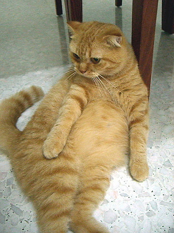 超级可爱的大肥猫