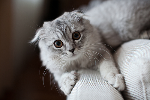 超级可爱的大肥猫