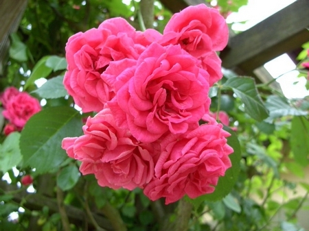 爱情玫瑰花 那些花儿图片