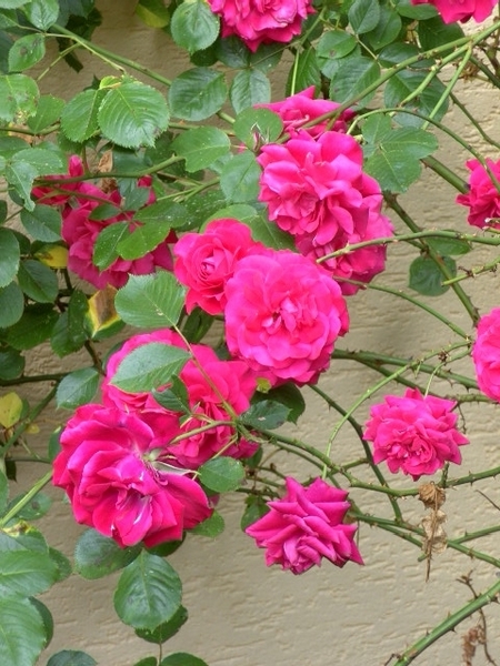 爱情玫瑰花 那些花儿图片