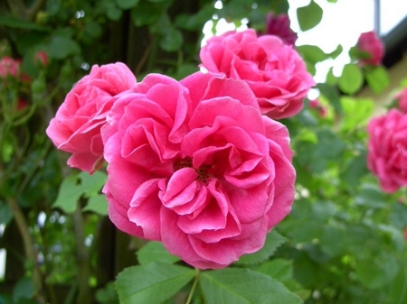 爱情玫瑰花 那些花儿图片