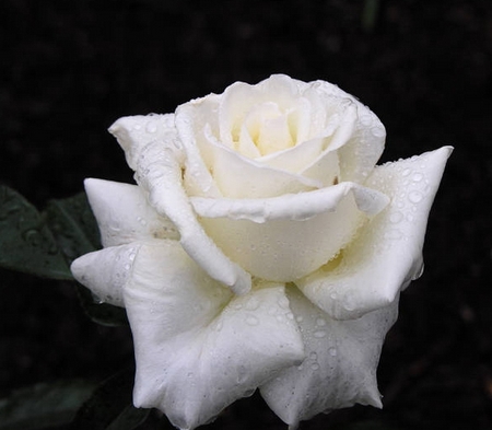 爱情玫瑰花 那些花儿图片