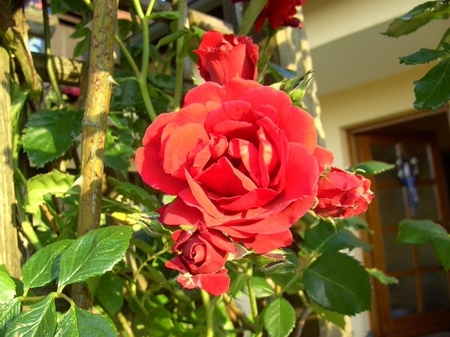 又见玫瑰 那些花儿可爱美图