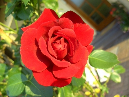 又见玫瑰 那些花儿可爱美图