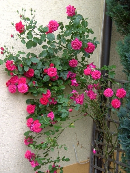 玫瑰依然 那些花儿可爱美图