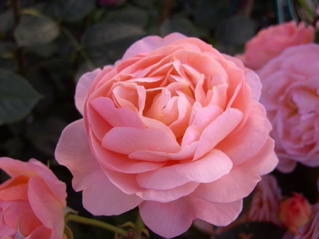 玫瑰依然 那些花儿可爱美图