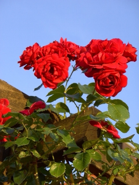 玫瑰依然 那些花儿可爱美图