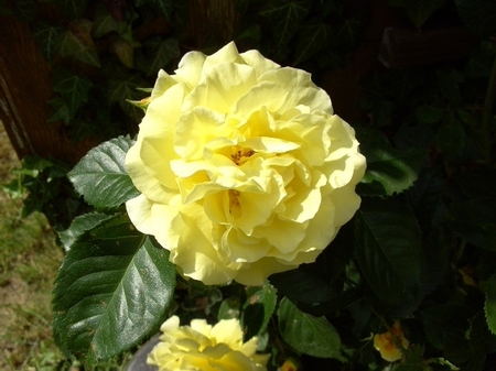 玫瑰依然 那些花儿可爱美图