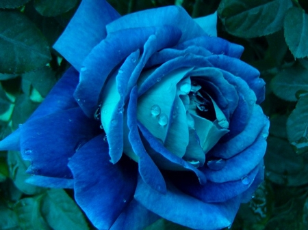 玫瑰依然 那些花儿可爱美图