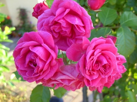 玫瑰依然 那些花儿可爱美图