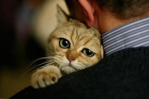 萌表情的可爱猫咪图片