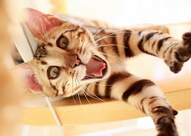 可爱搞笑萌表情的猫咪