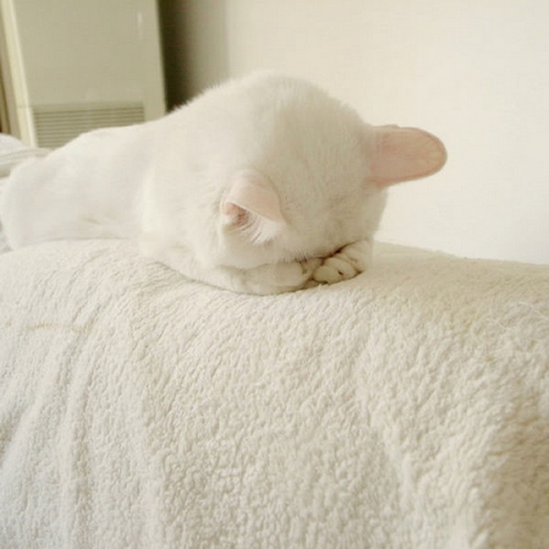 可爱搞笑萌表情的猫咪