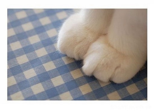 喵了个咪的萌物猫集