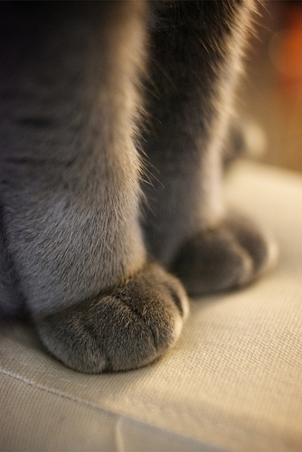 喵了个咪的萌物猫集