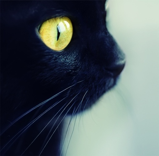 喵了个咪的萌物猫集