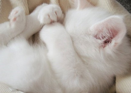 猫咪物语可爱美图