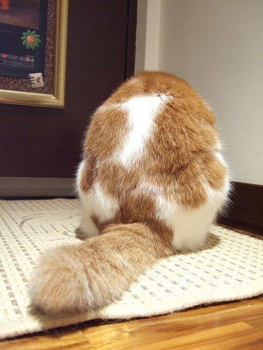 猫咪物语可爱美图