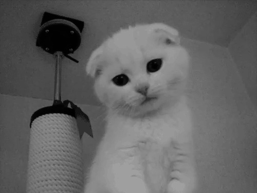 猫咪物语可爱美图