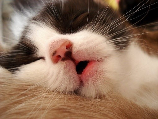 可爱萌物小猫咪图片