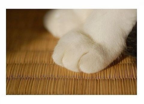 可爱萌物小猫咪图片