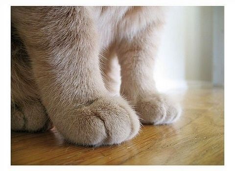 可爱萌物小猫咪图片