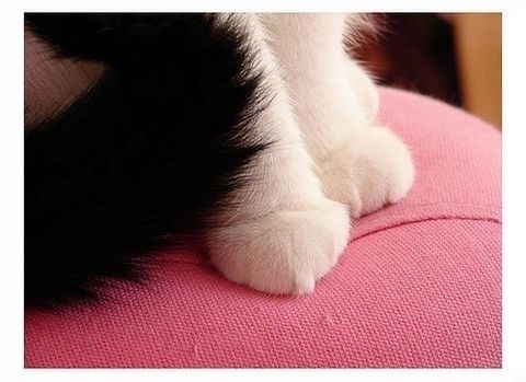 可爱萌物小猫咪图片