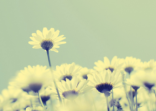 非主流花儿图片