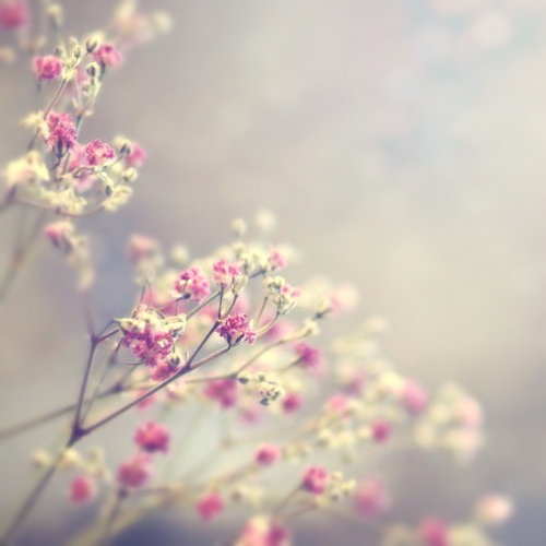 非主流花儿图片