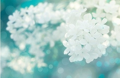 花儿唯美意境图片