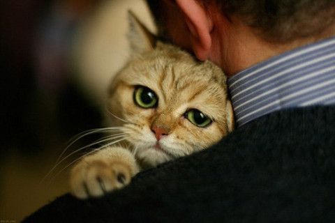 超可爱萌物猫咪图片