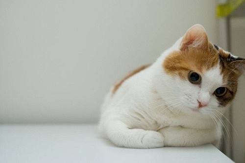 超可爱萌物猫咪图片