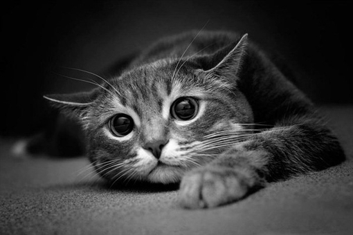 超可爱萌物猫咪图片