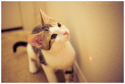 超可爱萌物猫咪图片