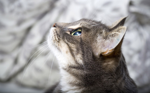 超可爱萌物猫咪图片