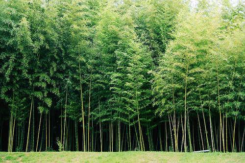 小清新唯美风景图片