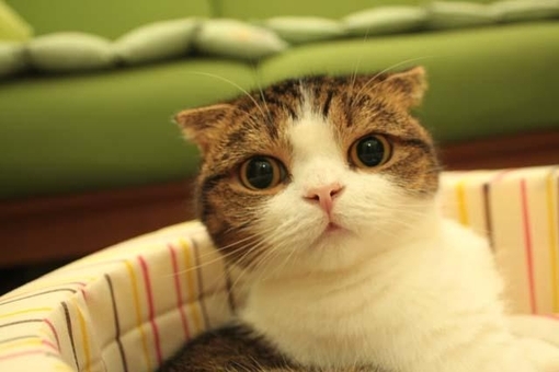 可爱萌物猫咪图片