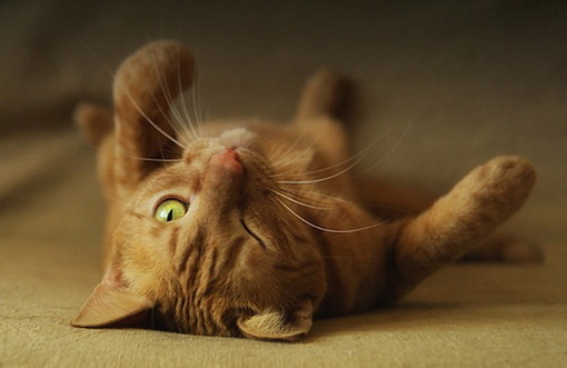 可爱萌物猫咪图片