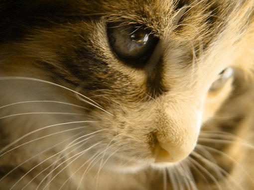 可爱萌物猫咪图片