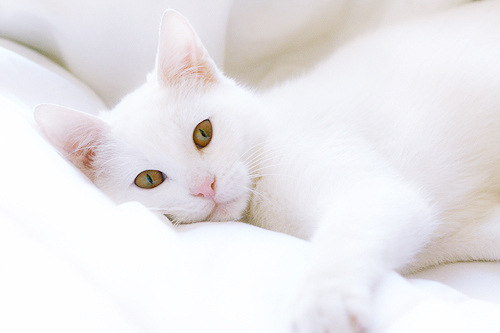 可爱萌物猫咪图片