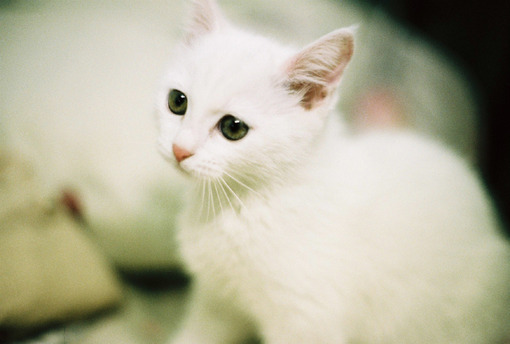 可爱萌物猫咪图片
