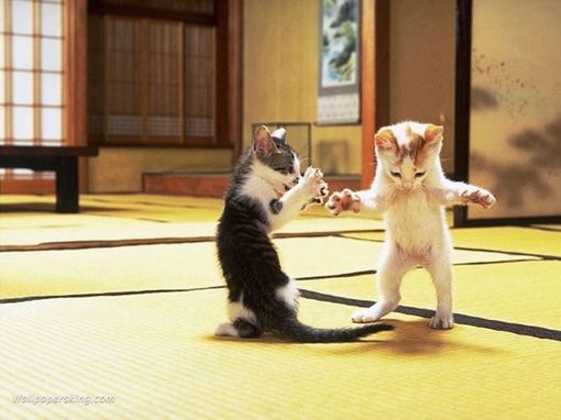 猫咪唯美图片大全
