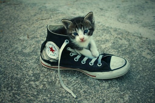 猫咪唯美图片大全