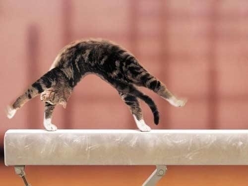 猫咪唯美图片大全