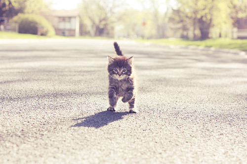 猫咪唯美图片大全