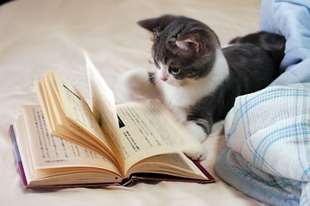 猫咪唯美图片大全