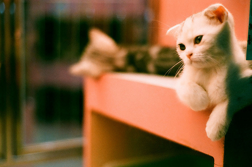 可爱猫咪唯美图片