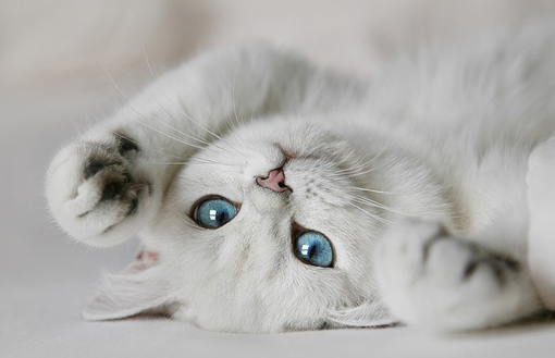 可爱猫咪唯美图片