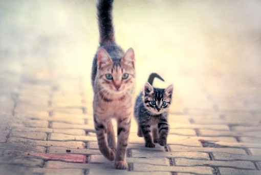 可爱猫咪唯美图片